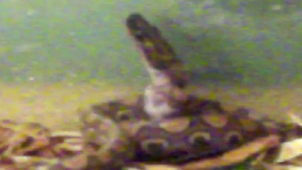 Brazilian Rainbow Boa Feeding!