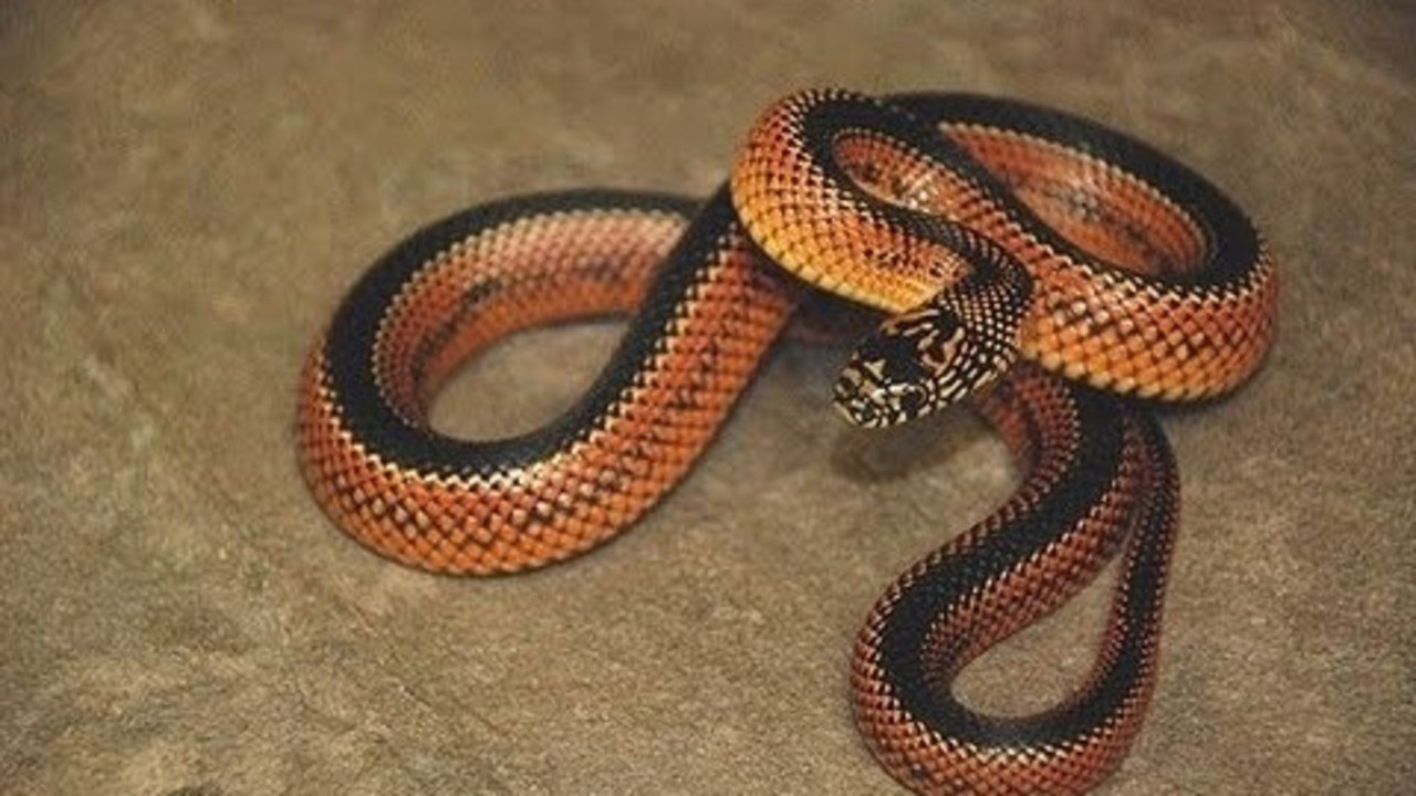 King Snake Feeding Response