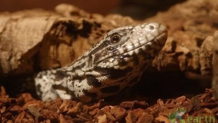 Argentine B/W Tegu Setup