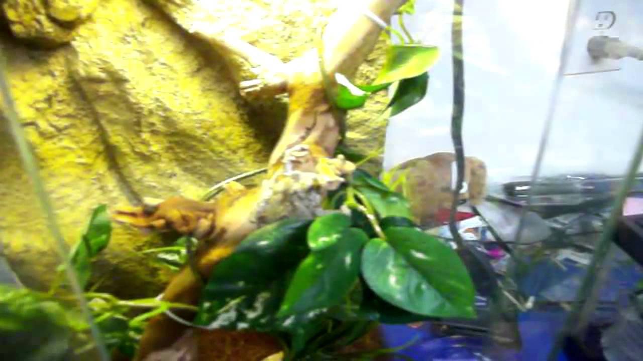 Frog Room Tour
