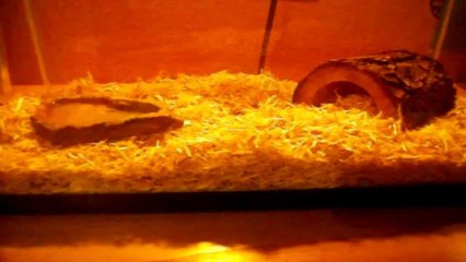 Kenyan Sand Boa Tank and Handling