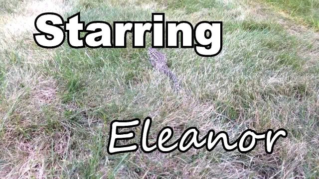 TeguTage - A Tegu Feeding Montage