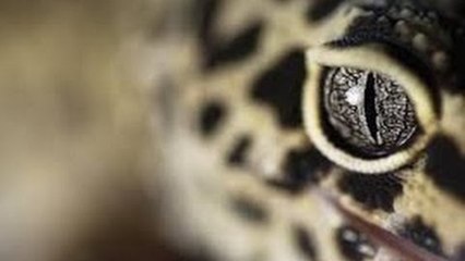 How To Care For A Pet Leopard Gecko (Leopard Gecko Care)