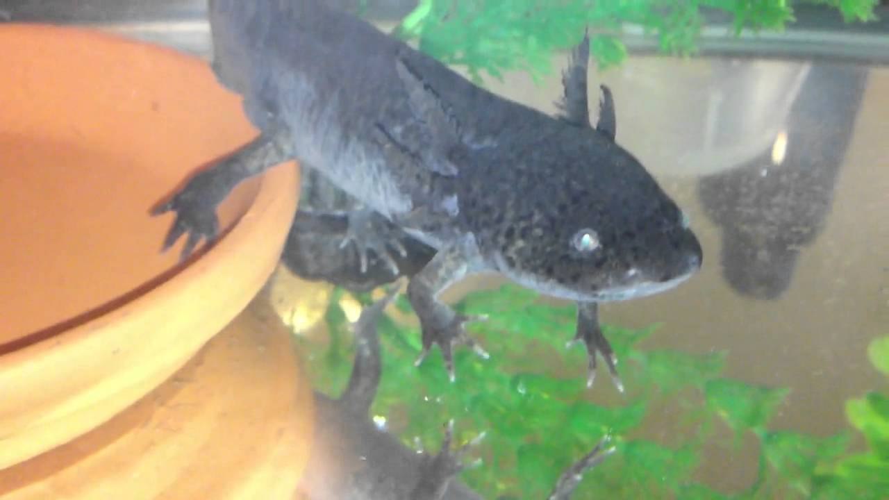Axolotl Up-Close