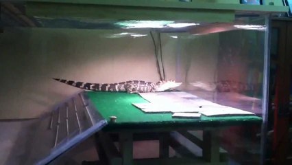 My American Alligator Tank/Setup