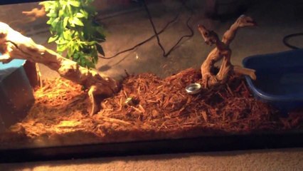 Irian Jaya Carpet Python New Enclosure