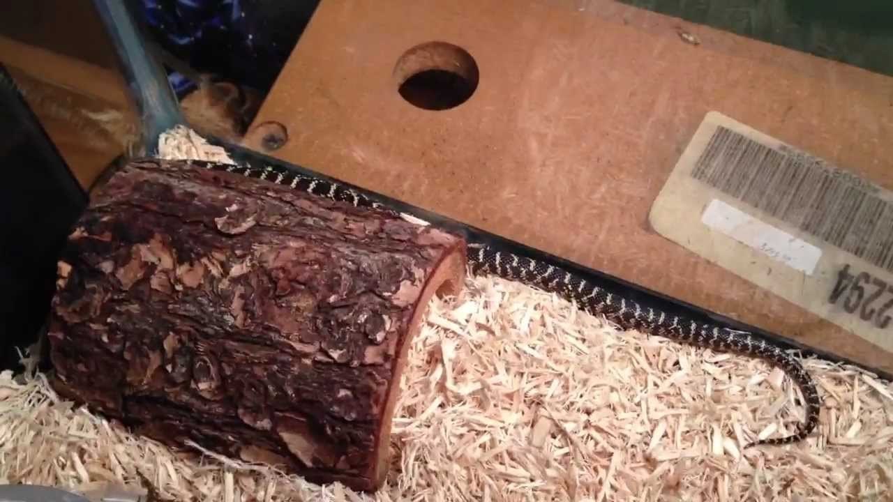 Brooks King Snake and My Birthday