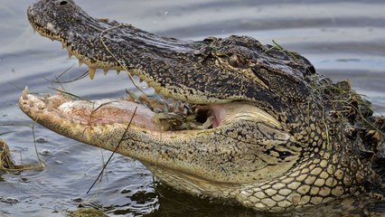 American Alligator Update + Feeding (Tebow)
