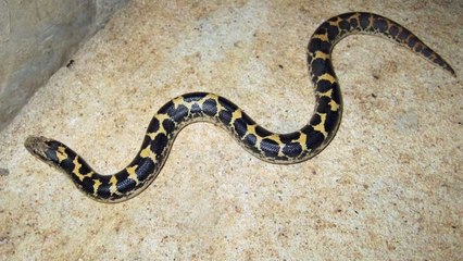 Kenyan Sand Boa Care