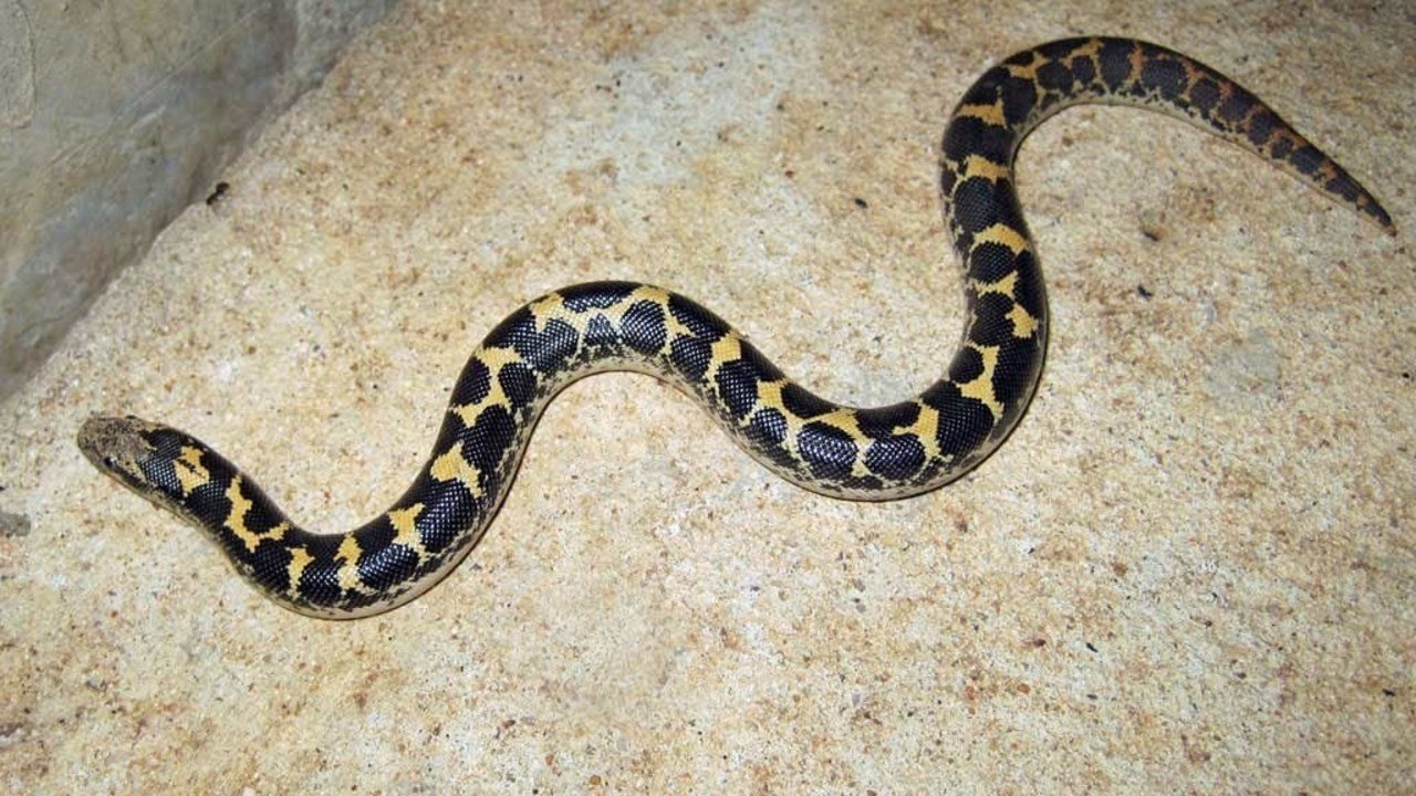 Kenyan Sand Boa Care