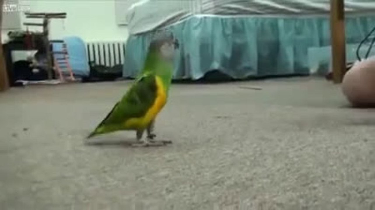 Awesome Bird .. Must Share