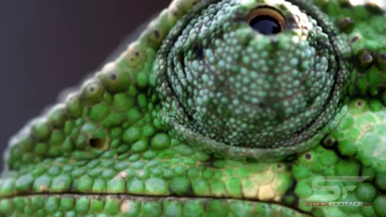Sample Video [UHD]