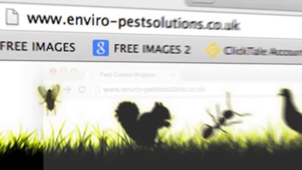 Pest Control East Sussex From Enviro-Pest Solutions