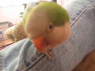 Parrot Bites Owner Then Laughs About It !!