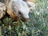 Merlin, the sulcata tortoise, has a snack on the way to bed.