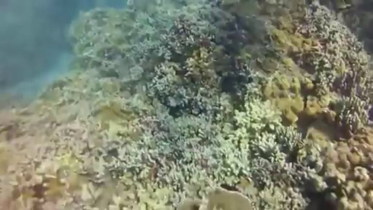 20120120-Turtle Town Lahaina.mp4