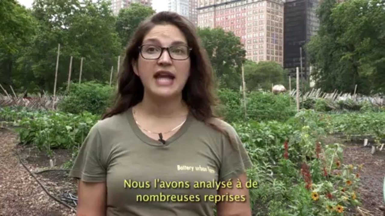 Trois agricultrices urbaines