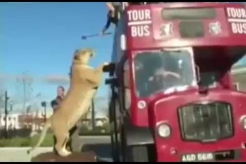 Dünyanın en büyük kedisi!