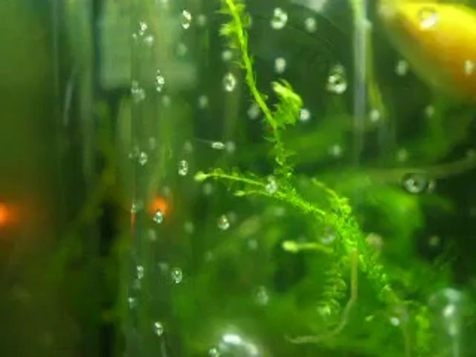 Alevin - Gourami Chuna - 10ème jour