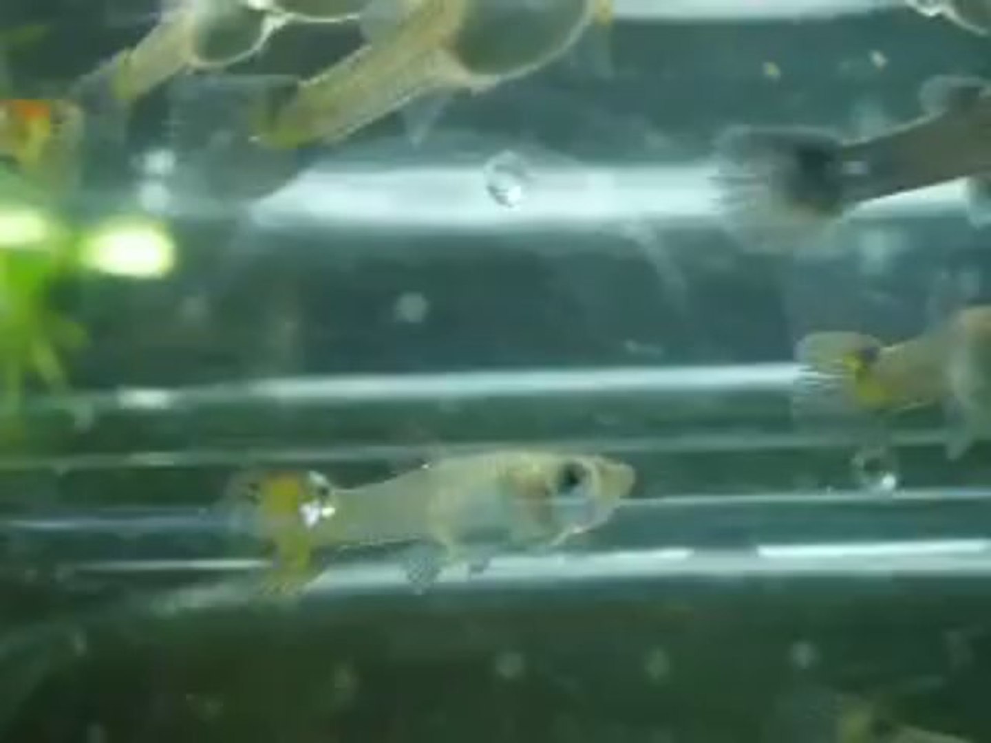 Alevin Guppy Male A Femelle B 28 Jours Video Dailymotion
