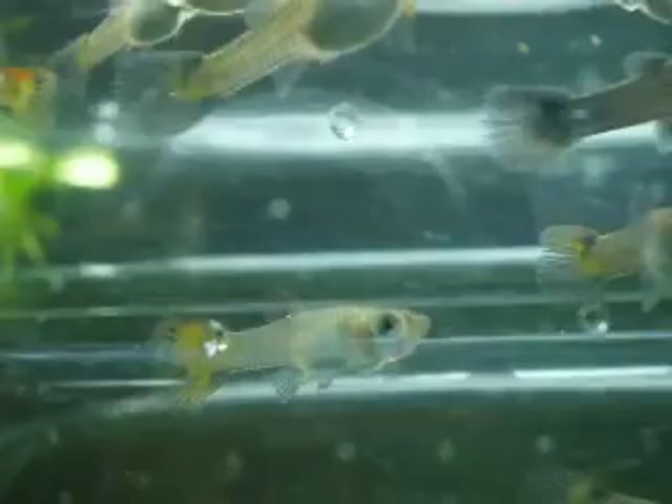 Alevin - Guppy (mâle A - femelle B) - 28 jours