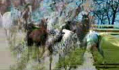 RONDALLA VENEZOLANA. SIMON DIAZ. SABANEANDO.avi(144p_H.264-AAC)