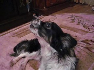 Собака запевака