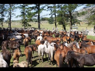Curro de la Cañizadas 2009 en Pobra do Caramiñal