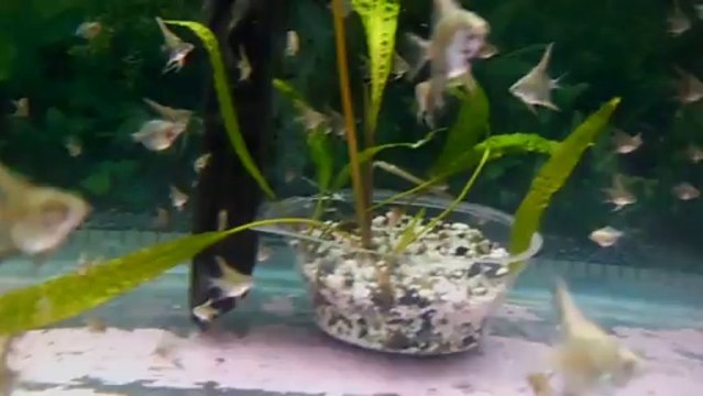 melek balığı yavruları