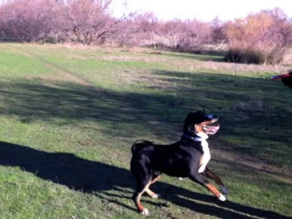 Frisbee amateurs