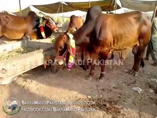 Bakra Mandi Lahore 2013 Cow Mandi 2013