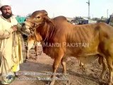 Bakra Mandi Lahore 2013 Cow Mandi 2013 Price 110000