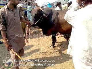 BEAUTIFUL BROWN BULL in Shahpur Kanjra Mandi 2013