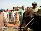 Beautiful Brown Bull in Shahpur Kanjra Mandi 2013 Price 350000