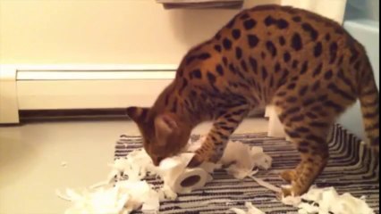 Cats Unrolling Toilet Paper: The Ultimate Video Compilation