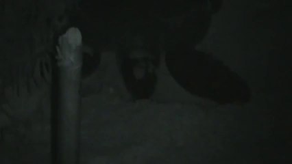 Tulum Sea Turtle making her nest.