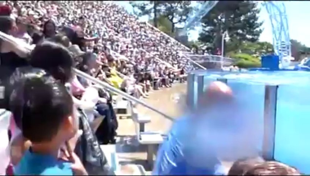 Blue Horizons Dolphin Show - Seaworld San Diego