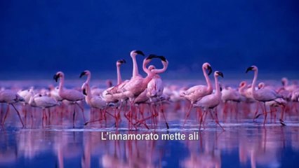 L'innamorato folle.spot