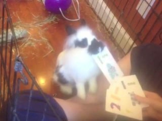 Rabbit Chooses Card For Treats