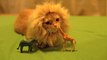 Un chat avec une crinière de lion - Adorable!