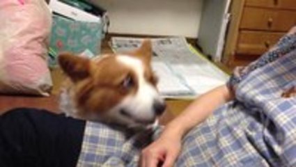 This corgi just wants to be pet