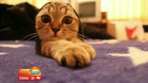 Bétisier d'un show tv Australien - Fou-rire incontrolable à cause de chats!