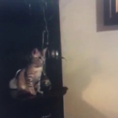 Buzz Lightyear Kitty #toystory #kitty #buzzlightyear #cat #DocFly #toinfinityandbeyond(ipad)(ipad)