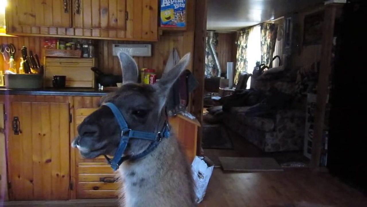 Un Lama écoute du Whitney Houston dans la cuisine!