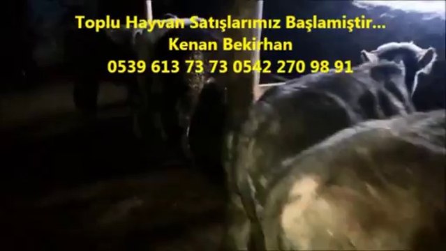 Kars Simental Erkek Buzağı Fiyatları, Kars Simental Erkek Dana, Kars Simental Erkek Dana Fiyatları, Kars Simental Fiyatları, Kars Simental Gebe Düve, Kars Simental Gebe Düve Fiyatları