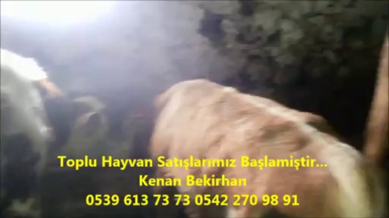 Kars Damızlık Düve Fiyatları, Kars Besi Danaları, Kars Besi Danası Fiyatları, Kars Besi Danası Satanlar, Kars Besi Hayvan Ffiyatları, Kars Besilik Dana, Kars Besilik Dana 2014,