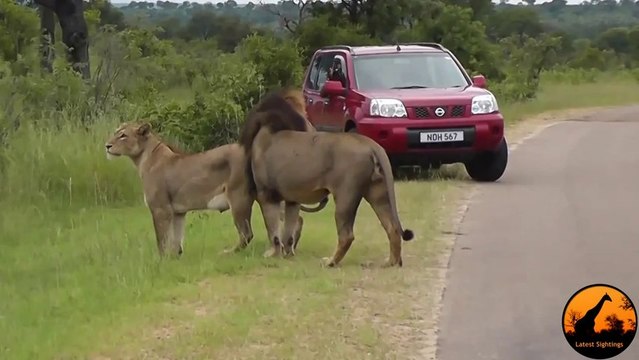 Lion's Roar Reminds Tourists to Stay Inside Car