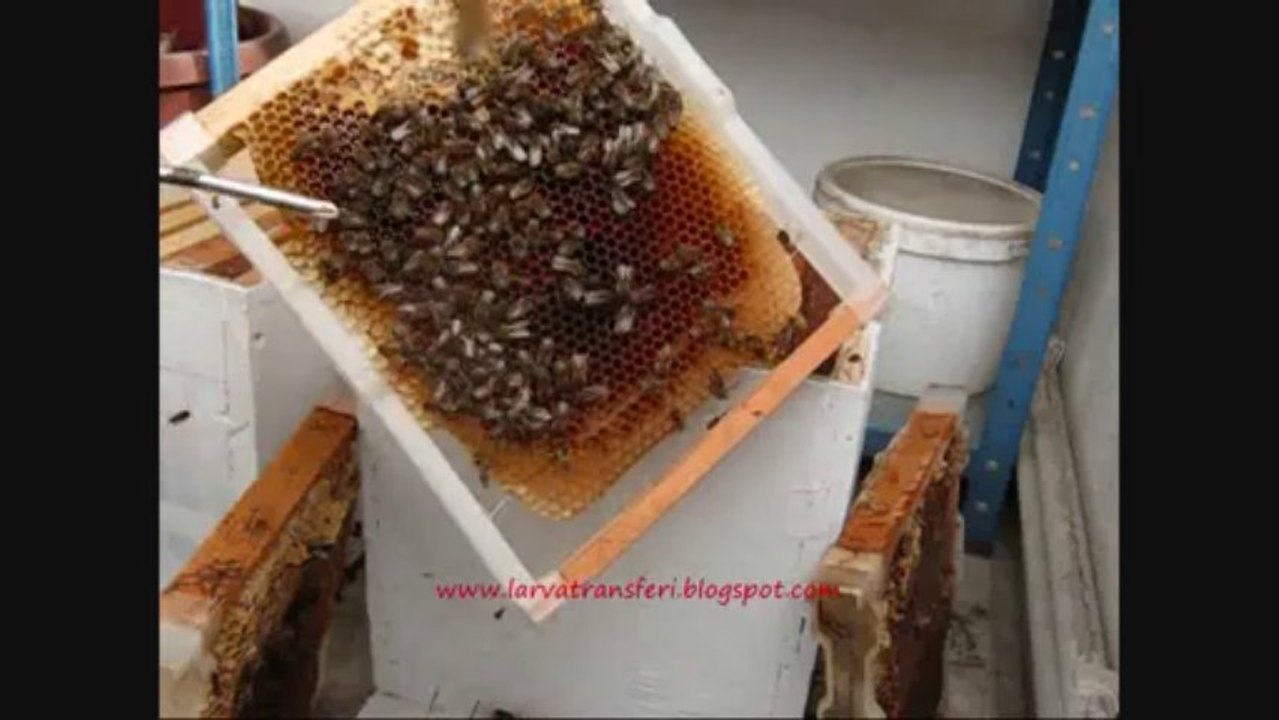 25-ocak-2014 balkondaki arının kontrolü