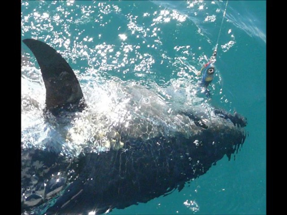 Thon sur chasse - Blue fin' Tuna - TB Lures & Roussillon Fishing