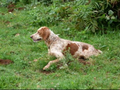 arrêt setter anglais